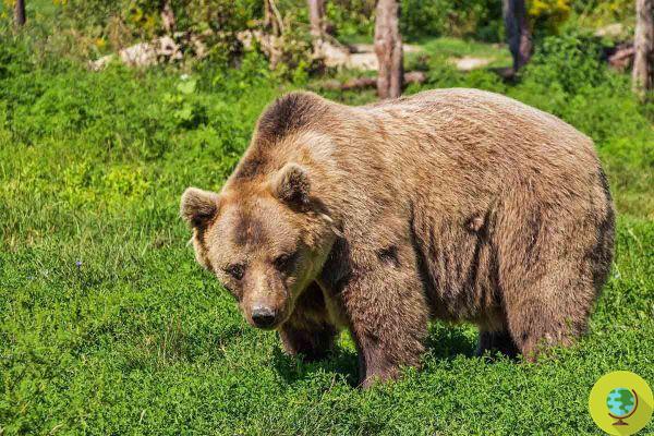 O urso Juan Carrito fugiu assustado com os barris do Ano Novo