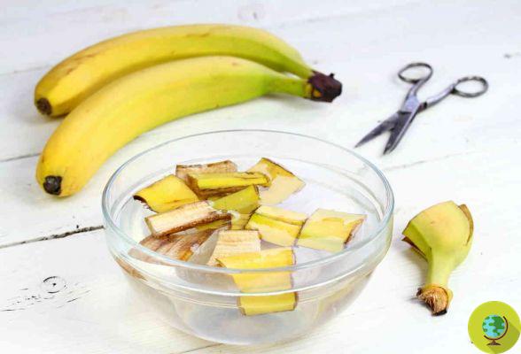 Con un simple truco, transforma las cáscaras de plátano en un poderoso macerado que fertiliza el jardín