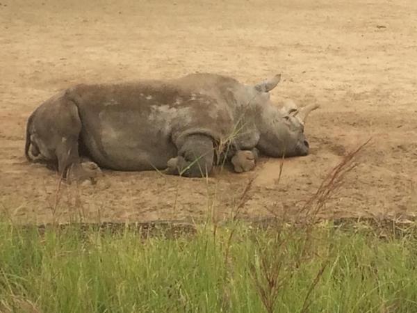 Nola : L'un des derniers rhinocéros blancs du Nord au monde est mort