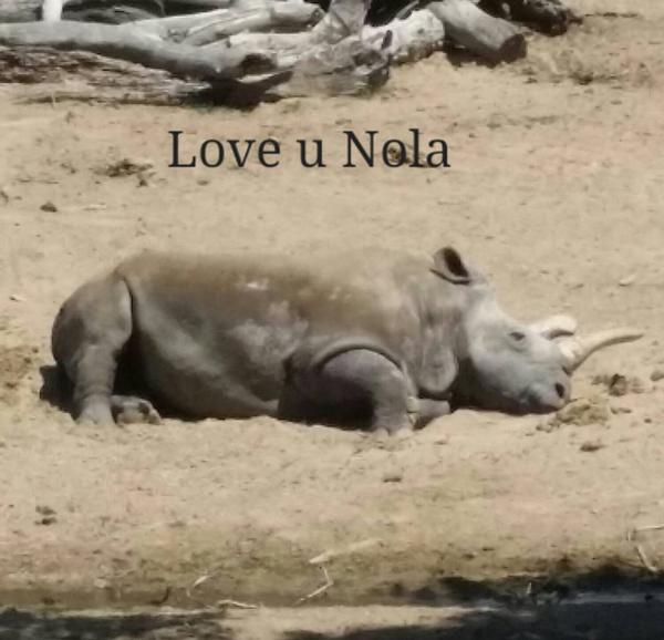 Nola : L'un des derniers rhinocéros blancs du Nord au monde est mort