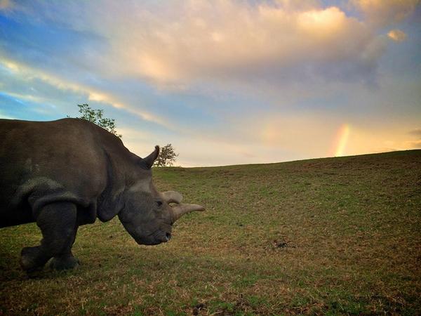 Nola: One of the last northern white rhinos in the world has died