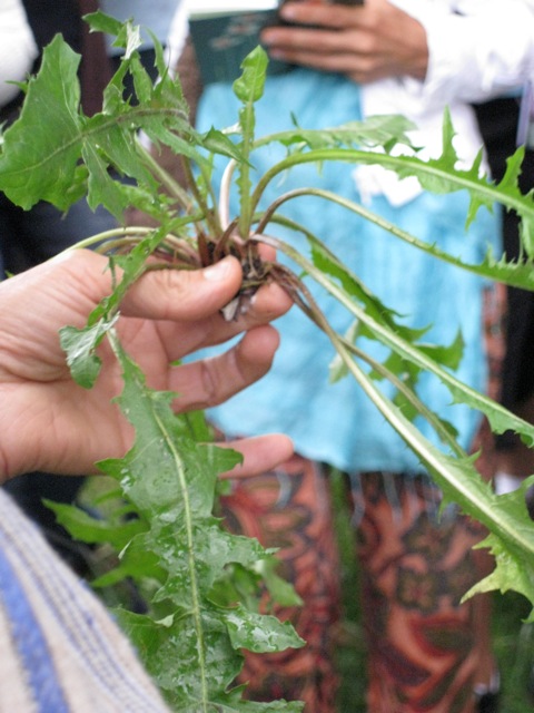 Cultivez des plantes aromatiques et médicinales dans le jardin