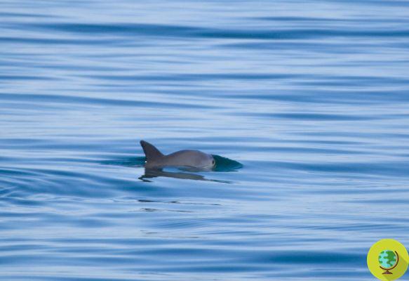 Vaquita: in Mexico dolphins will save the 'panda of the seas'
