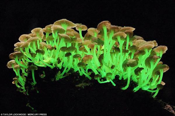 El maravilloso espectáculo de hongos bioluminiscentes que iluminan el bosque (VIDEO)