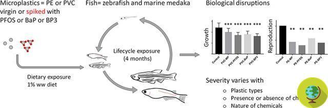 Microplásticos: la ingestión a largo plazo daña el crecimiento y la reproducción de los peces