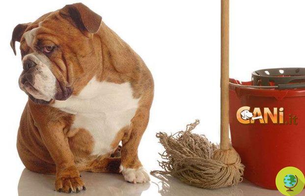 Cómo hacer repelentes naturales para eliminar el olor a orina de perro