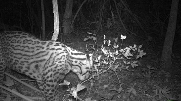 El ocelote, el leopardo declarado extinto en Argentina, ha sido hallado nuevamente (FOTO)