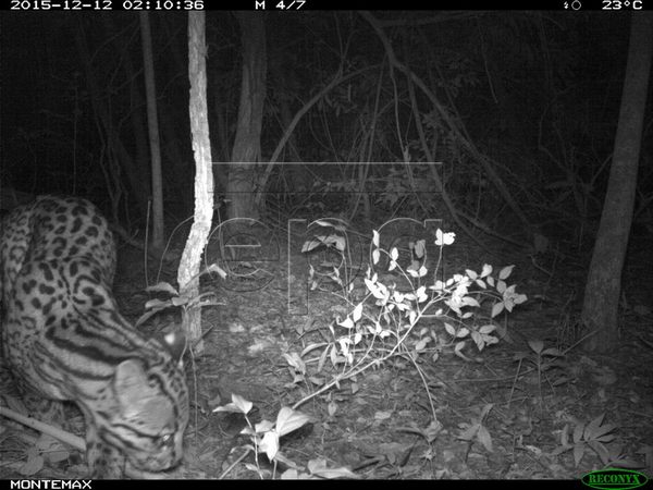 A jaguatirica, o leopardo declarado extinto na Argentina, foi encontrado novamente (FOTO)