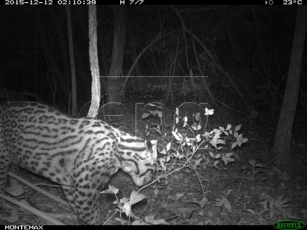The ocelot, the leopard declared extinct in Argentina, has been found again (PHOTO)
