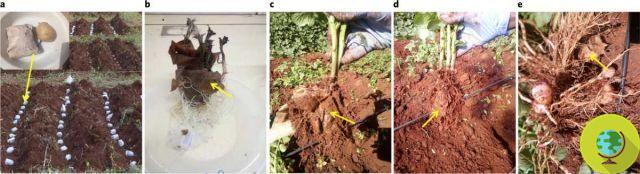 Biodegradable paper made from banana waste is saving potatoes from pests and chemical pesticides