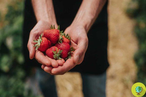From green beans to strawberries: fruits and vegetables are less nutritious and tasty than before, now there is confirmation