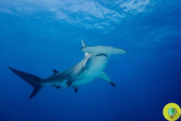 Mueren en cautiverio 30 tiburones martillo capturados en el Arrecife y transportados a Francia 