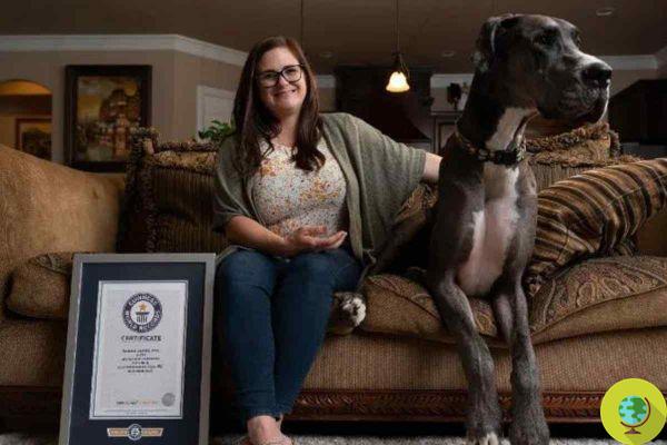 At 1,046 meters, this Great Dane is the tallest male dog in the world