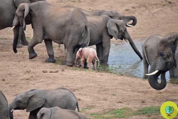 The very rare baby pink elephant spotted in Africa (VIDEO)