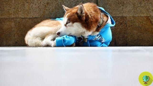 The Russian Hachiko who waits for his owner every day outside the shop where he works