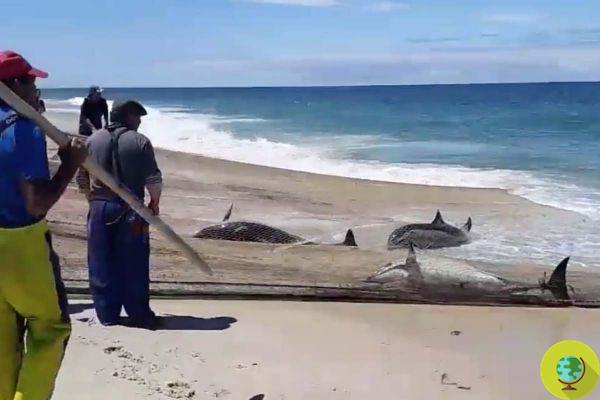 Fishermen haul their nets ashore, but there is a group of dolphins inside. The terrible images in a video