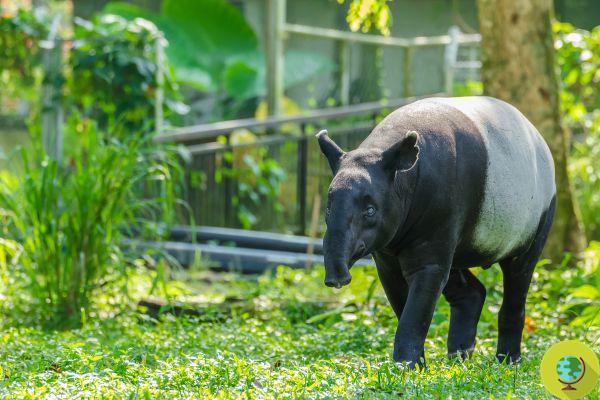 Journée mondiale du tapir, mais il n'y a pas grand-chose à célébrer. Trop souvent, ces mammifères sont victimes d'accidents de la circulation et de braconnage