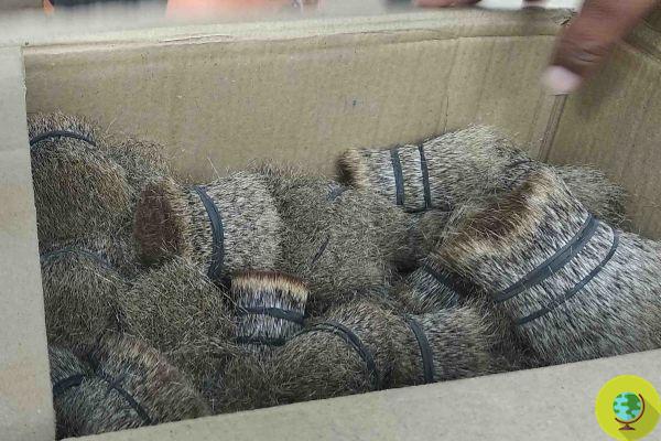 The horror behind the brushes used in art: mongooses beaten to death for their fur