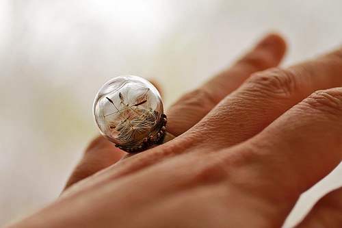 The wonderful eco-jewels that contain the treasures of nature (PHOTO)