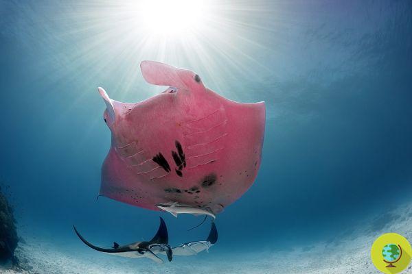 Very rare pink manta ray spotted: its color still remains a mystery