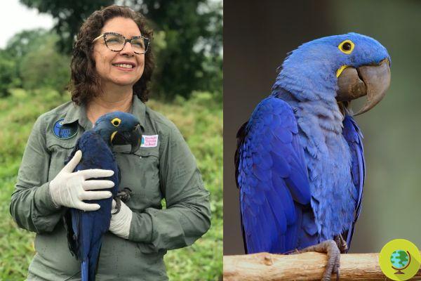 Le biologiste qui a sauvé le perroquet ara bleu de l'extinction en 30 ans
