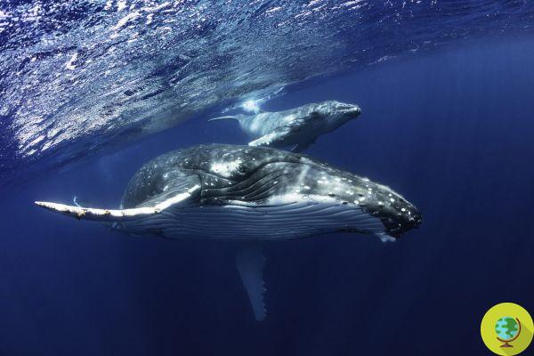 Las ballenas jorobadas ya no están en peligro de extinción en Australia
