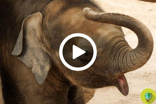 Mira el conmovedor rescate del bebé elefante atrapado en la trampa de un cazador [VIDEO]
