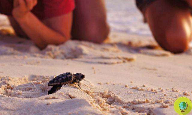 AAA voulait des volontaires pour vérifier les nids de tortues marines en Campanie
