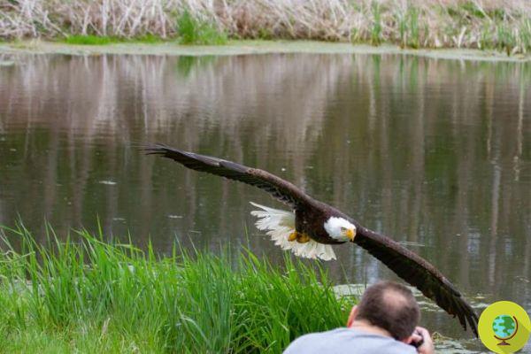 Take the most incredible photo ever taken of an eagle