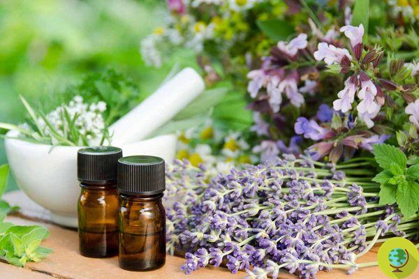 Essential Oils: Science confirms that they really work thanks to this effect on the brain