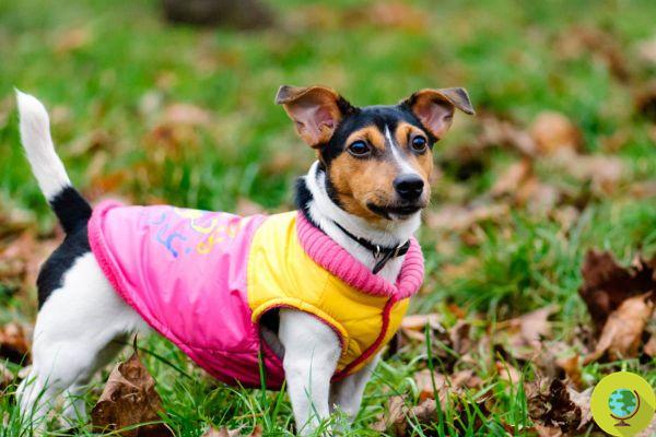 Você realmente precisa de um casaco de cachorro para sair?