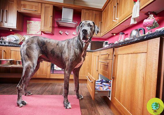 Goodbye Freddy: o cão mais alto do mundo, premiado pelo Guinness World Record, morre