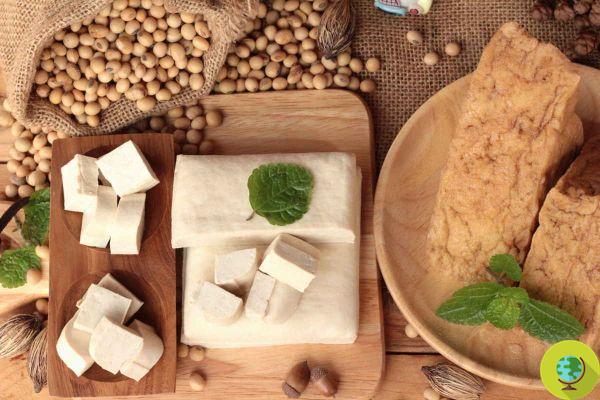 How to prepare tofu at home starting from organic soy beans: the traditional recipe
