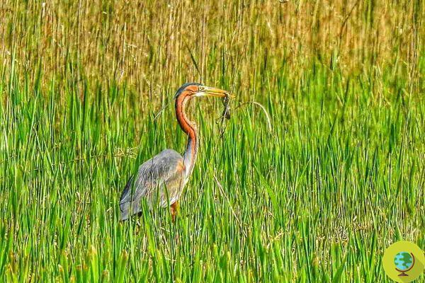 A purple heron spotted in Puglia: an exceptional event that celebrates the power of nature