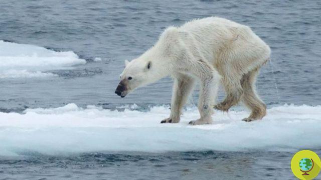 L'horrible image de l'ours polaire sous-alimenté