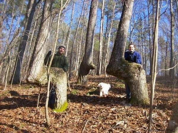 Trail Marker Trees: trees shaped by Native Americans