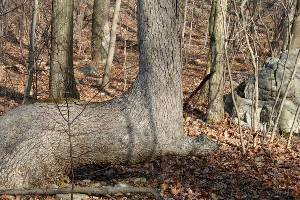 Trail Marker Trees: trees shaped by Native Americans