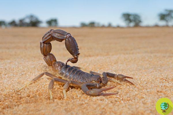 Frightening scorpion invasion in Egypt, more than 500 people hospitalized as a result of (life-threatening) stings