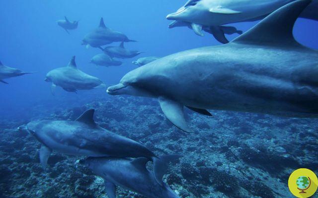 Victoria para los delfines: los zoológicos y acuarios japoneses ya no comprarán Taiji