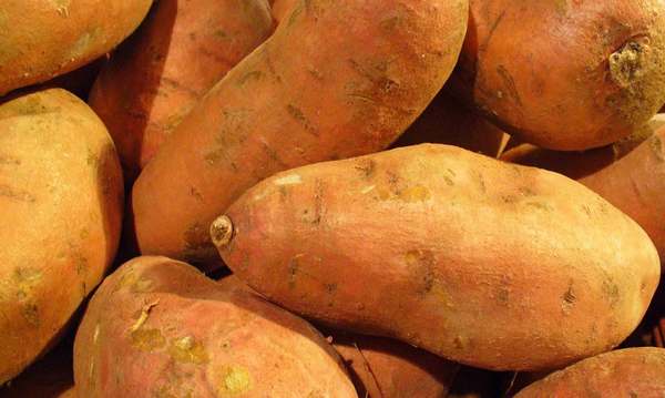 Patate douce enrichie en vitamine A : la solution à la faim dans le monde ?