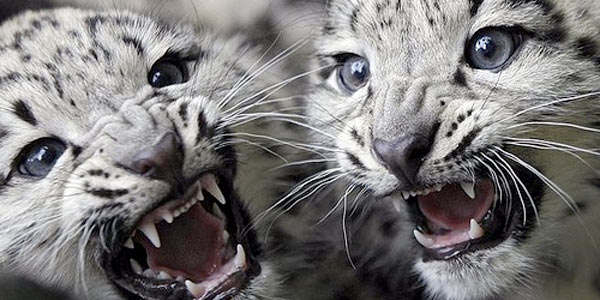 The wonderful snow leopard is about to become extinct (also due to climate change)