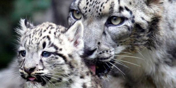 Le merveilleux léopard des neiges est sur le point de disparaître (également en raison du changement climatique)