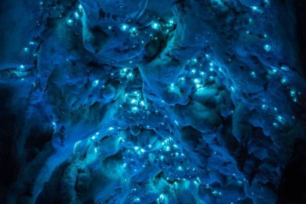 Bioluminescence : le spectacle magique qui illumine les grottes néo-zélandaises (VIDEO)
