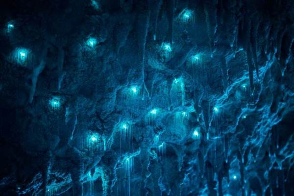 Bioluminiscencia: el espectáculo mágico que ilumina las cuevas de Nueva Zelanda (VIDEO)