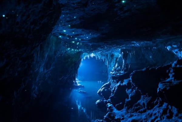 Bioluminescence: the magical show that illuminates New Zealand caves (VIDEO)