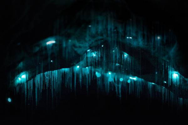 Bioluminescence : le spectacle magique qui illumine les grottes néo-zélandaises (VIDEO)