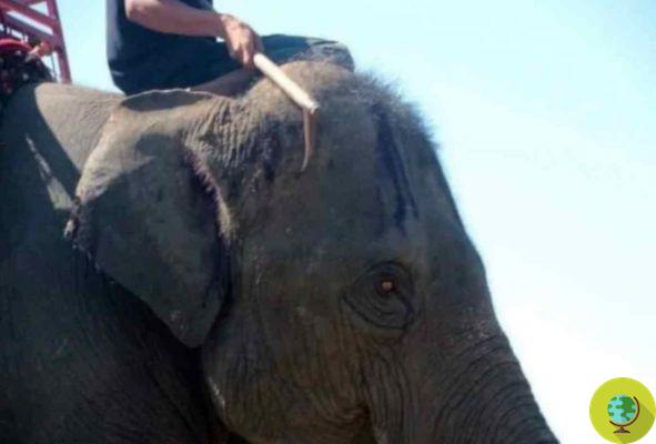 Você nunca mais vai querer andar de elefante na Tailândia depois de ver essas fotos