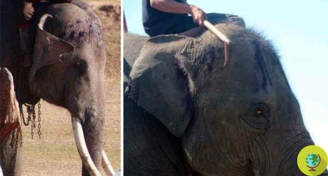 Vous ne voudrez plus jamais monter à dos d'éléphant en Thaïlande après avoir vu ces photos
