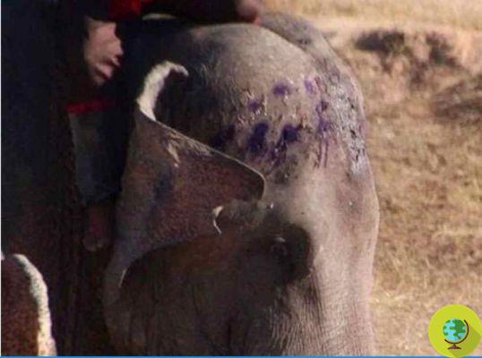 No querrás volver a montar en elefante en Tailandia después de ver estas fotos