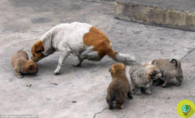 Shi Bao, the legless stray that gives birth to 4 puppies (PHOTO)